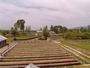 India a unique opportunity for rainbow trout farming
