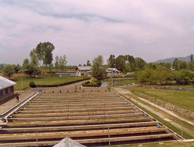 Article image for India a unique opportunity for rainbow trout farming