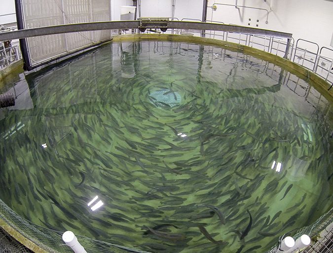RAS tank