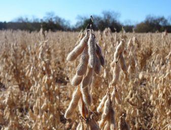 Soybean field. Photo by Mlabar.