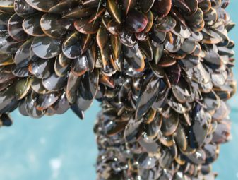 A close-up look at the rope-grown mussels (Mytilus edulis) produced by OSL.