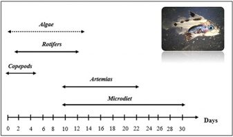 Fig. 1. Larval feeding schedule for red emperor snappers.
