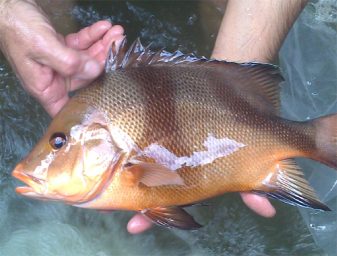 snapper