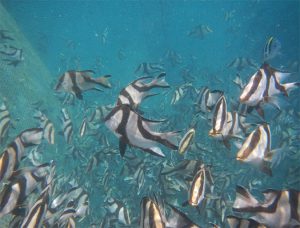 Assessing culture potential of red emperor snapper in New Caledonia
