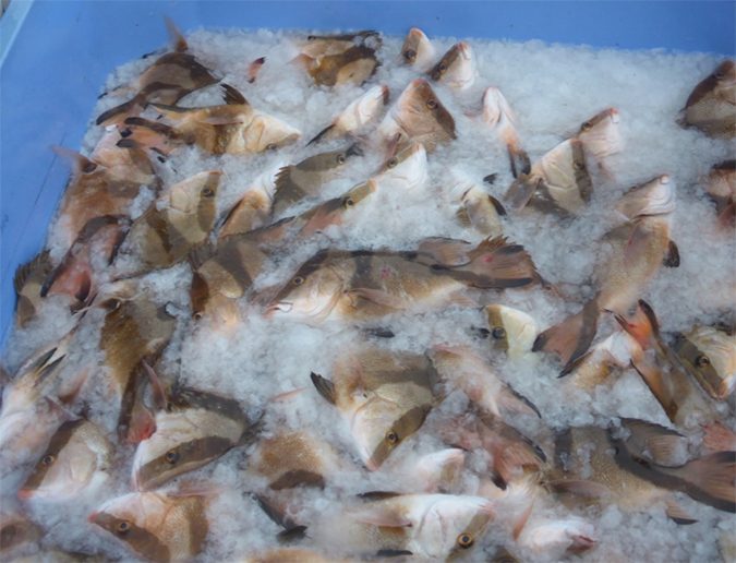 snapper