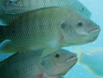 Tilapia. Photo courtesy of FishVet Group.