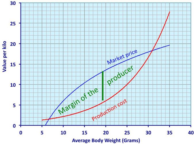 Fig. 1: Estimation of the net margin potential – with all factors involved - before deciding to proceed with a shrimp harvest.