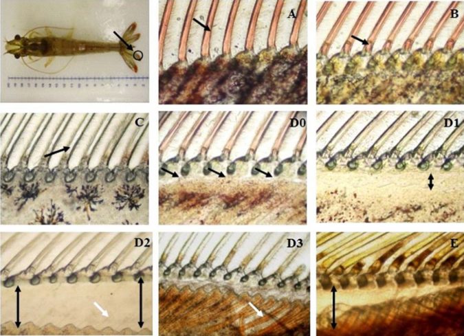 Fig. 2: Morphological changes in setogenesis during the intermolt cycle (from de Oliveira Cesar et al., 2006). All images are 40x magnification, from three-month-old animals.