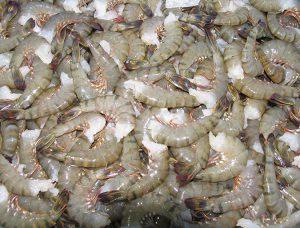 Critical decisions for shrimp harvesting and packing, Part 3