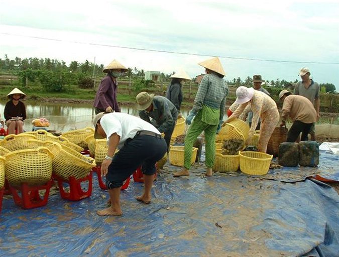 harvest