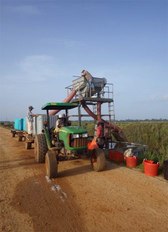 Shrimp harvest using bins at a shrimp farm in Belize.