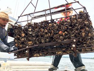 As ocean temperatures rise, so too will vibrio outbreaks