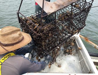 After a vibrio outbreak in 2013, Norm Bloom & Son Copps Island Oysters started using an icing slurry, dropping the oysters into the chilled water immediately after harvest, bringing the meat temperature below 50 degrees-F in 15 minutes.