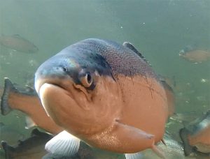 Mucosal mapping architect wins aquaculture innovation award