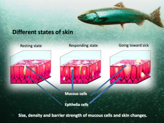 Fig. 1: A cross-section of salmon skin shows the various levels of mucous protection. Illustration by Egil Paulsen.