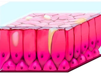 A closer look at a cross-section of salmon skin in a "resting state" with a healthy amount of mucous cells (yellow) near the surface. In a responding state, the size, density and barrier strength of the mucous cells and skin changes. Illustration by Egil Paulsen.