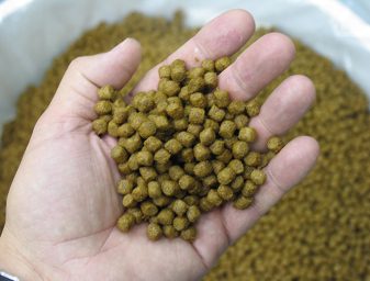 tilapia culture