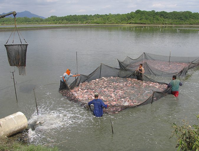 tilapia crop