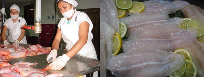 tilapia