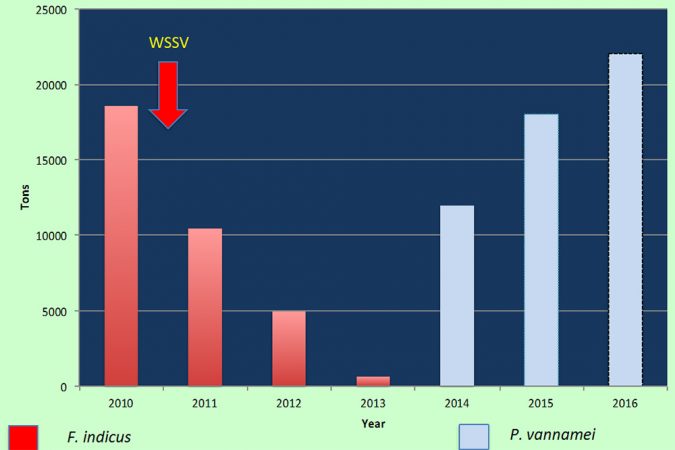 Fig 3. Farmed shrimp production in the KSA since 2010-2015, and forecast for 2016.