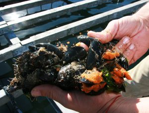 Images: Bangs Island Mussels in Casco Bay, Maine