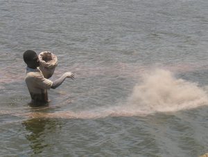Inorganic fertilization of production ponds