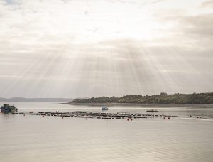 Recent farmed salmon losses put aquaculture insurance in focus