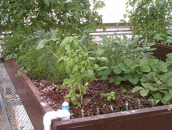 aquaponics