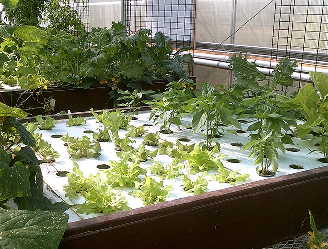 Deep water raft with floating insulation board growing lettuce, peppers, collards and cucumbers.