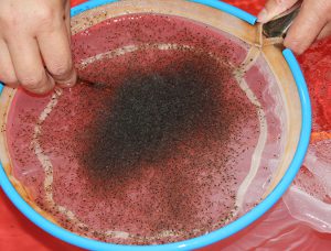 Acclimating shrimp postlarvae before pond stocking