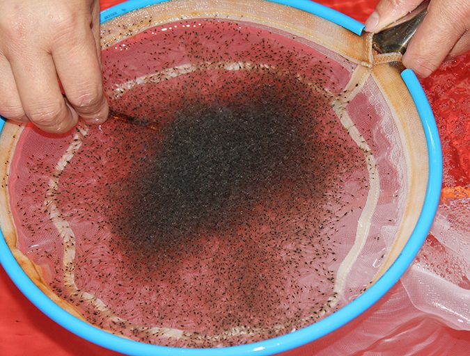 postlarvae