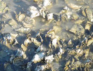 Two years after shutdown, California oyster farm remains a community hot-button