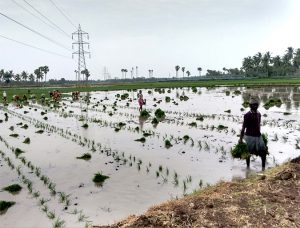 The ancient practice of paddy-cum-fish culture