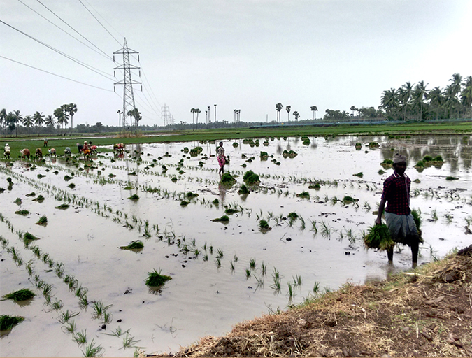 Article image for The ancient practice of paddy-cum-fish culture