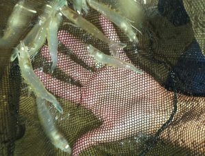 The indoor farmed shrimp business: fascinating, frustrating