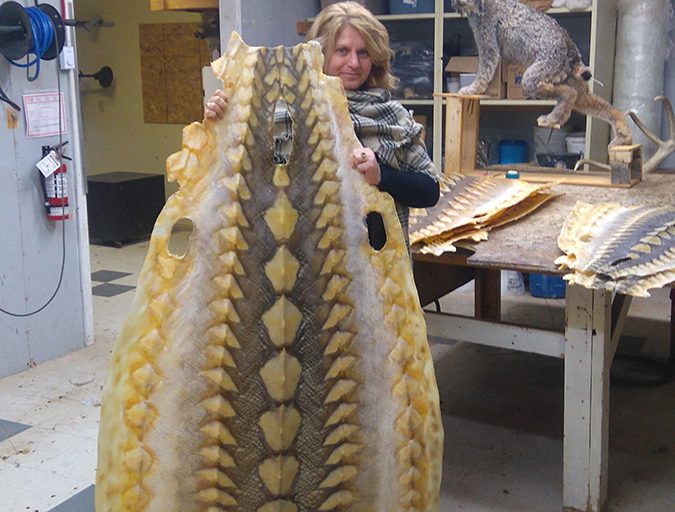 sturgeon