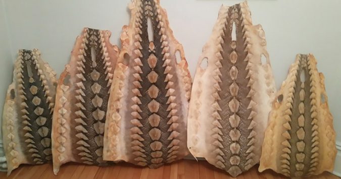 sturgeon