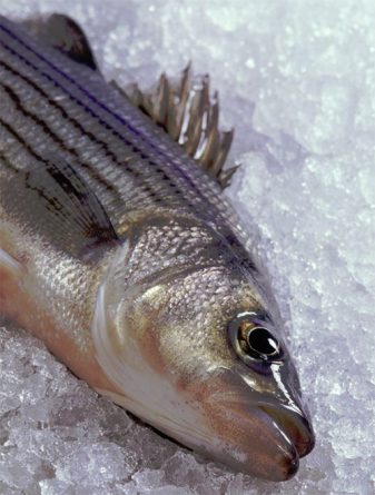 striped bass