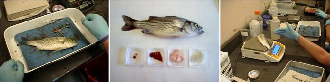 striped bass