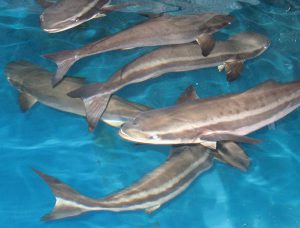 Global Farmed Finfish Production Outlook: Slower-paced growth