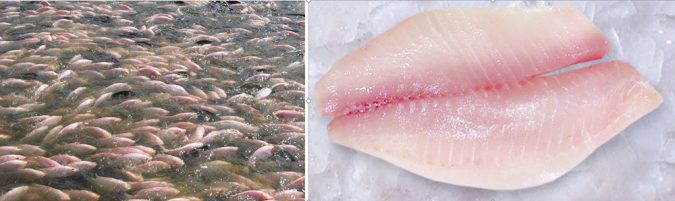 Global production of farmed tilapia continues to increase in many countries, and robust markets continue to expand for both whole fish and fillets. Photos by Darryl Jory (left) and Cesar Alceste (right).