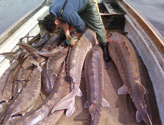 sturgeon
