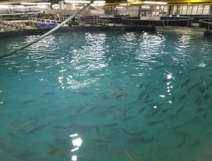 A land grab for salmon (and shrimp) in upstate New York