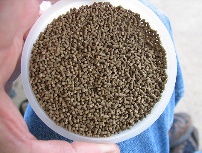 shrimp feeds