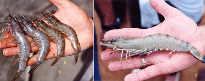 shrimp species