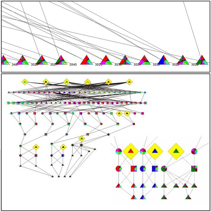 Fig. 3: (Top) Illustration of the high level of diversity; the genetic contributions of the various founders are shown in different colors. (Bottom) Pedigrees of 4 highly inbred families. An enlarged view is redrawn at lower right to emphasize its resemblance to the piracy protection scheme. Starting from the bottom row of animals and moving up, F = 0.38, 0.25. 0.125, 0.0 and 0.05 approximately.