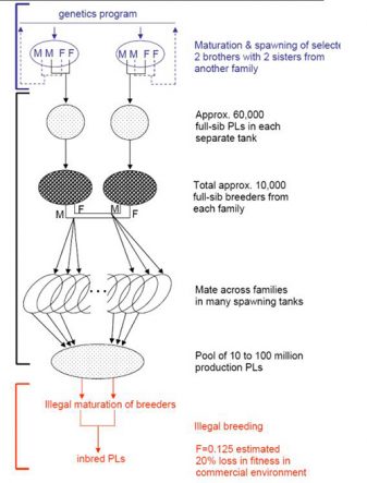 Fig. 1: Flow chart of the integrated genetics and production procedures.