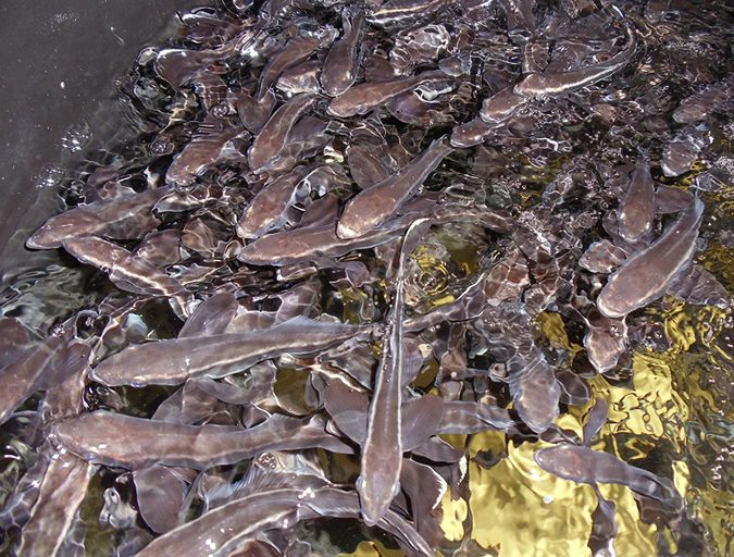 cobia feed