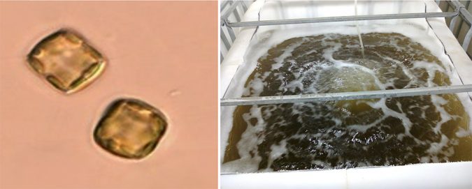 weissflogii diatom