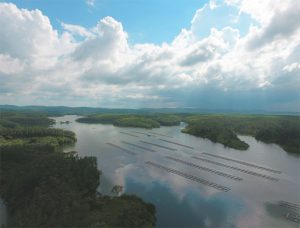 What will it take to make tilapia great again?